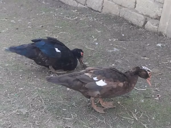 үйрек тұқымды мускус тауық