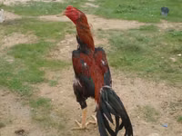 Chickens — الصورة 4