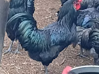Australorp — foto 2