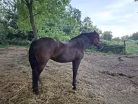 Kısrak, Hungarian horse breed — foto 6
