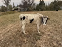 Cow, Alatau breed — photo 6