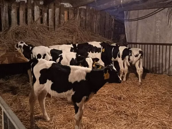 Býk, Russian Black pied cattle