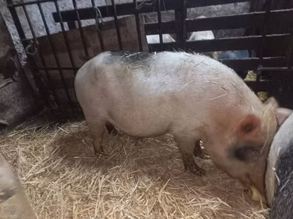 Sow, Pigs