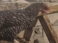 Chickens — zdjęcie 3