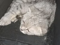 Qapalı meshli pişik daşıma çantası - Kiçik və orta ölçülü pişiklər — foto 1
