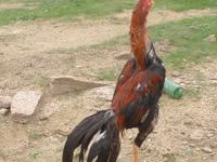 Chickens — 写真 1