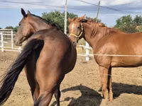 Cheval, Chevaux — photo 1