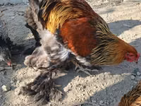 Brahma — foto 6