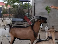 ஆண் வெள்ளாடு, Alpine goat — புகைப்படம் 2