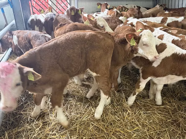 Buqa, Simmental cattle