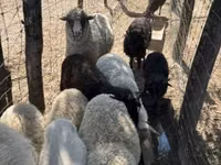 Brebis, Merino sheep — photo 6