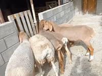 Oveja, Arashan sheep — foto 4