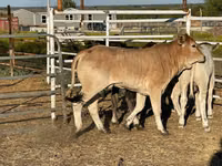 İnək, Brahman — foto 5