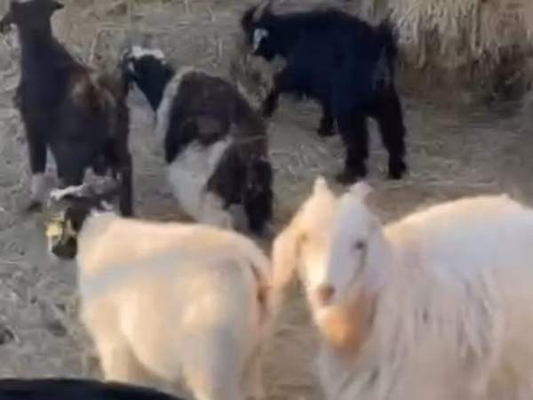 Cabras (lote, sexo não especificado), Cabras