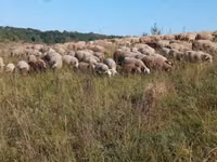 Schaf, Precoce sheep — Foto 1