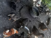 Ducks — foto 1