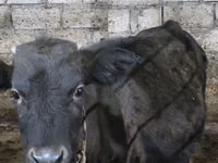 ძროხა, მსხვილფეხა რქოსანი — ფოტო 4
