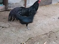 सुमात्रा — फ़ोटो 5