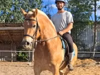 Айғыр, Haflinger — 4-сурет