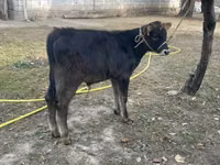 காளை, Swiss cattle — புகைப்படம் 4