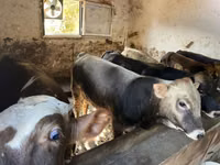 Byk, Charolais cattle — zdjęcie 7