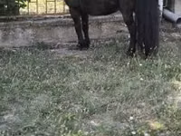 Cavalo, Australian Pony — foto 2