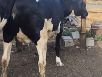 Sigir, Russian Black pied cattle — 4-rasm