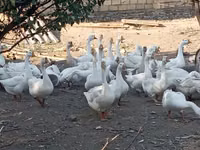 Geese — zdjęcie 1