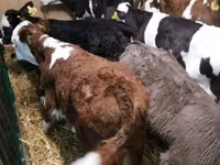 Skot (série, pohlaví neuvedeno), Simmental cattle — foto 2