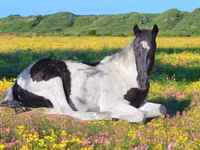 घोड़ा, American paint horse — फ़ोटो 2
