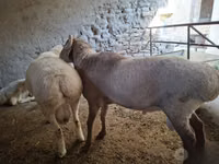 Bélier, Moutons — photo 1