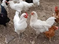 Australian Pit Game fowl — Foto 2