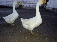 Geese — الصورة 2