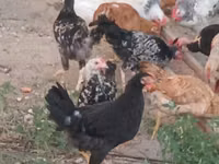 Chickens — foto 6