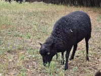 Qoyun, Ouessant sheep — foto 3