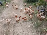 Chickens — zdjęcie 2