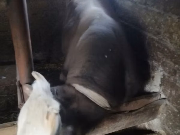 雄牛, Simmental cattle