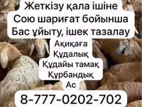 Ovce, Krasnoyarsk sheep — foto 1