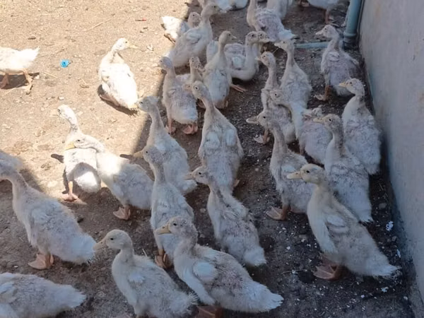 Ducks — Azerbaïdjan