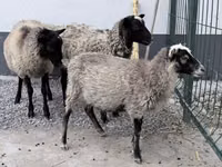 Beran, Hissar sheep — foto 1