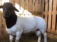 Carnero, Dorper sheep — foto 1
