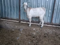 Kozy (partia, płeć nieokreślona), Beetal goats — zdjęcie 8