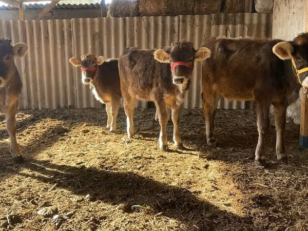 பசு, Swiss cattle