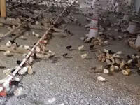 Chickens — foto 4