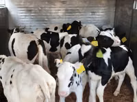 மாடுகள் (தொகுதி, பாலினம் குறிப்பிடப்படவில்லை), Russian Black pied cattle — புகைப்படம் 2