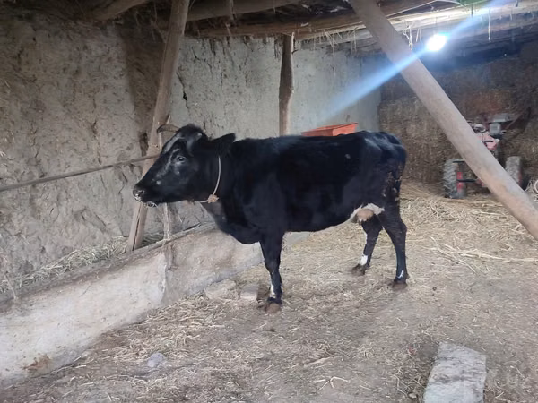 Sigir, Qoramol