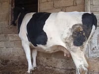 雌牛, Russian Black pied cattle — 写真 3
