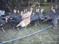 Turkeys — photo 4
