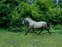 குதிரை, Lipizzaner — புகைப்படம் 3
