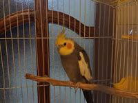 Nimfa (cockatiel) tutuquşu və qəfəs dəsti - Növ: Nimfa tutuquşu — foto 4